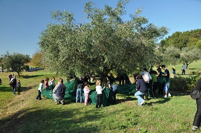 olive harvest tuscia